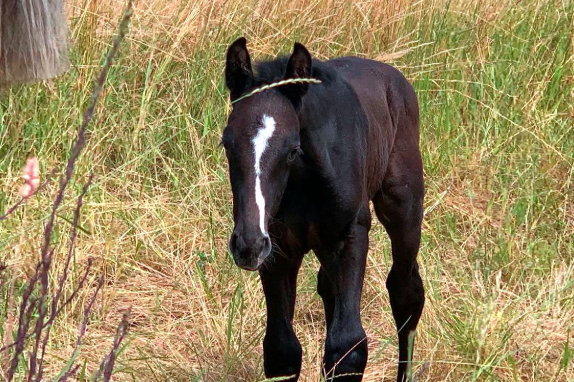 Dark foal in the field / Potro oscuro en el campo