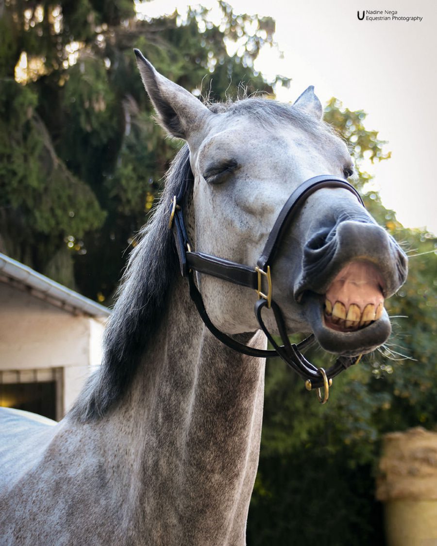 Grey mare laughing